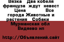  Вязка ! Два кобеля француза ,ждут  невест.. › Цена ­ 11 000 - Все города Животные и растения » Собаки   . Мурманская обл.,Видяево нп